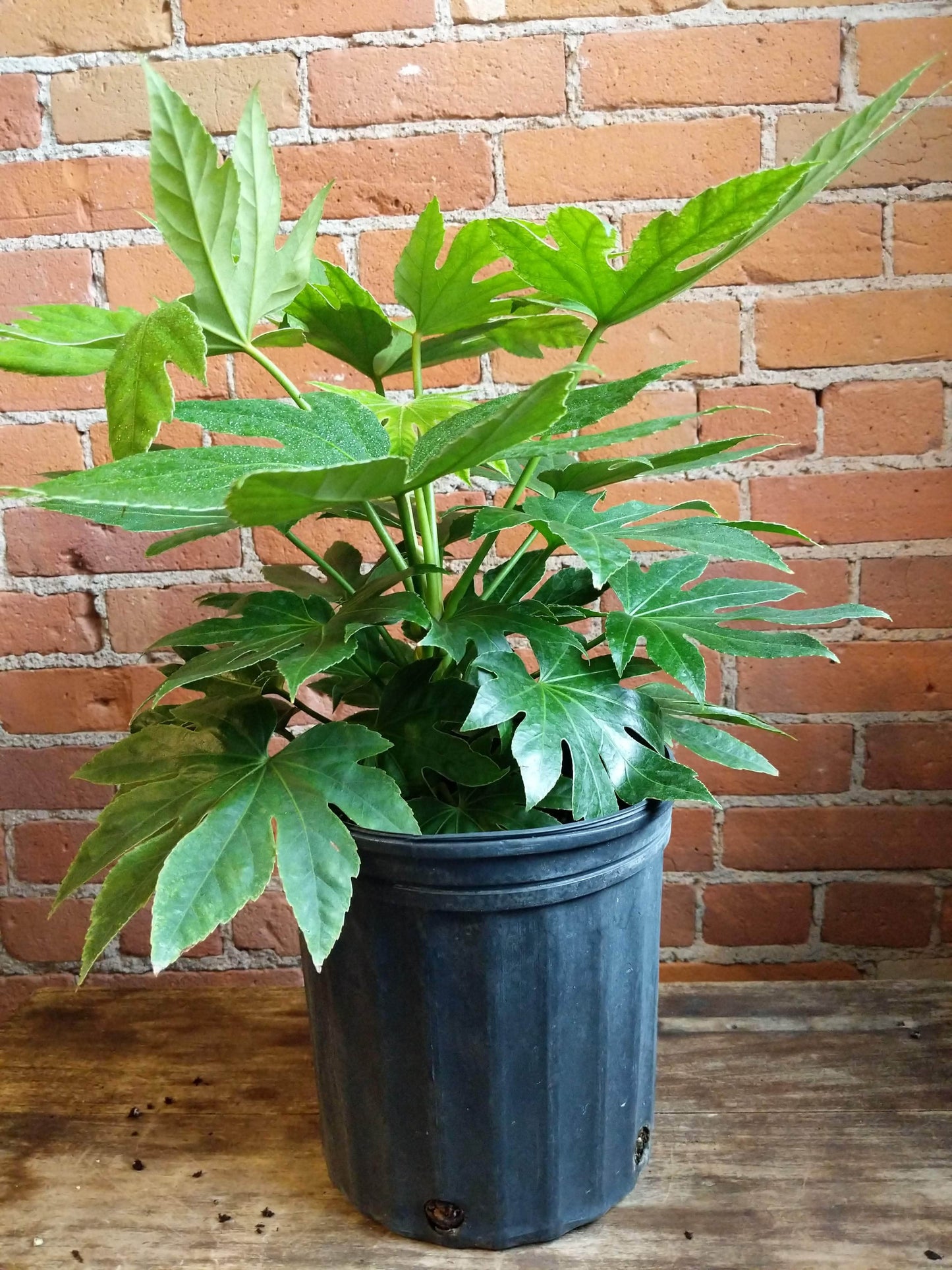 Plant Goals Plant Shop 10" Fatsia Japonica Spider's Web