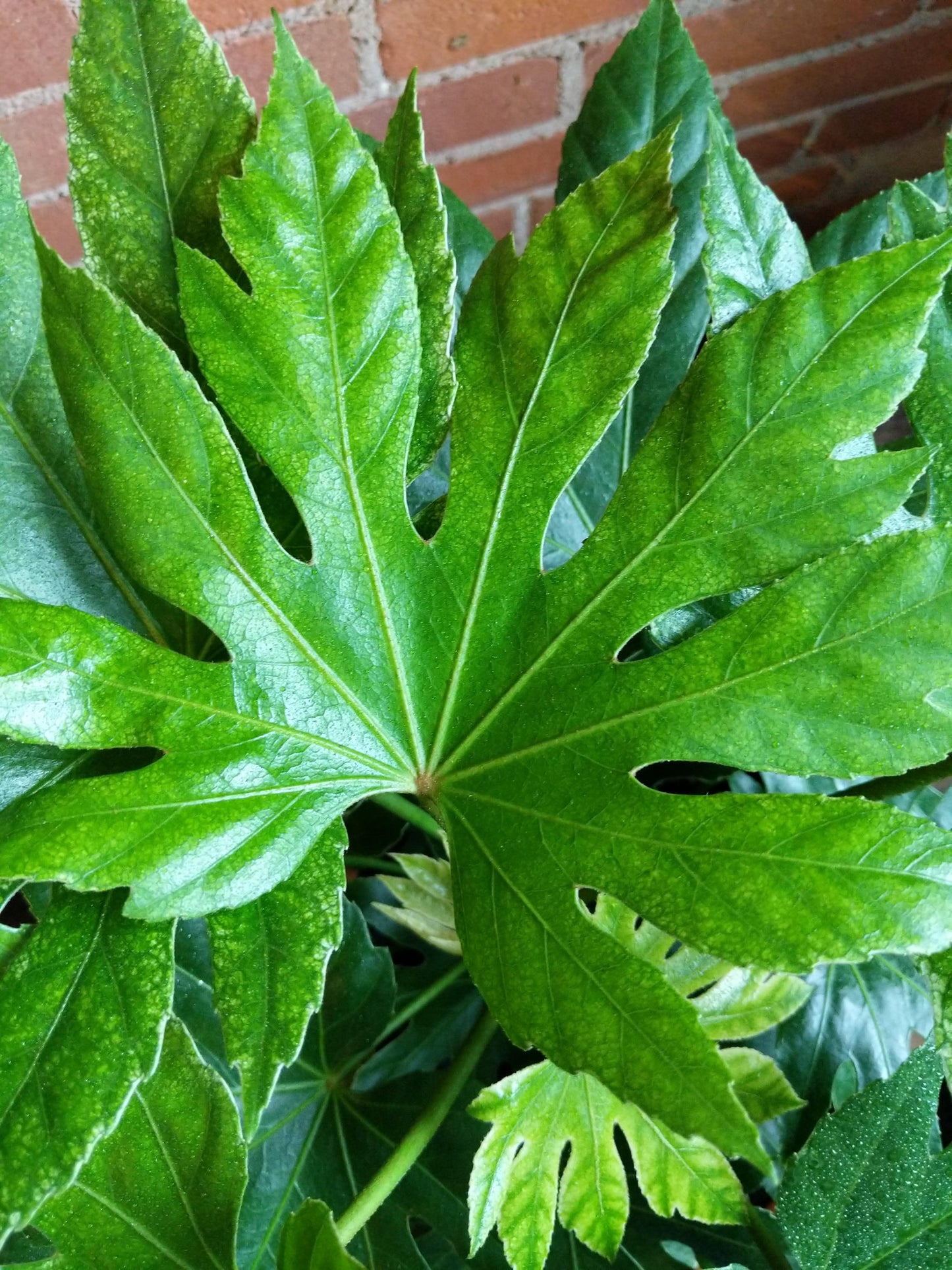 Plant Goals Plant Shop 10" Fatsia Japonica Spider's Web
