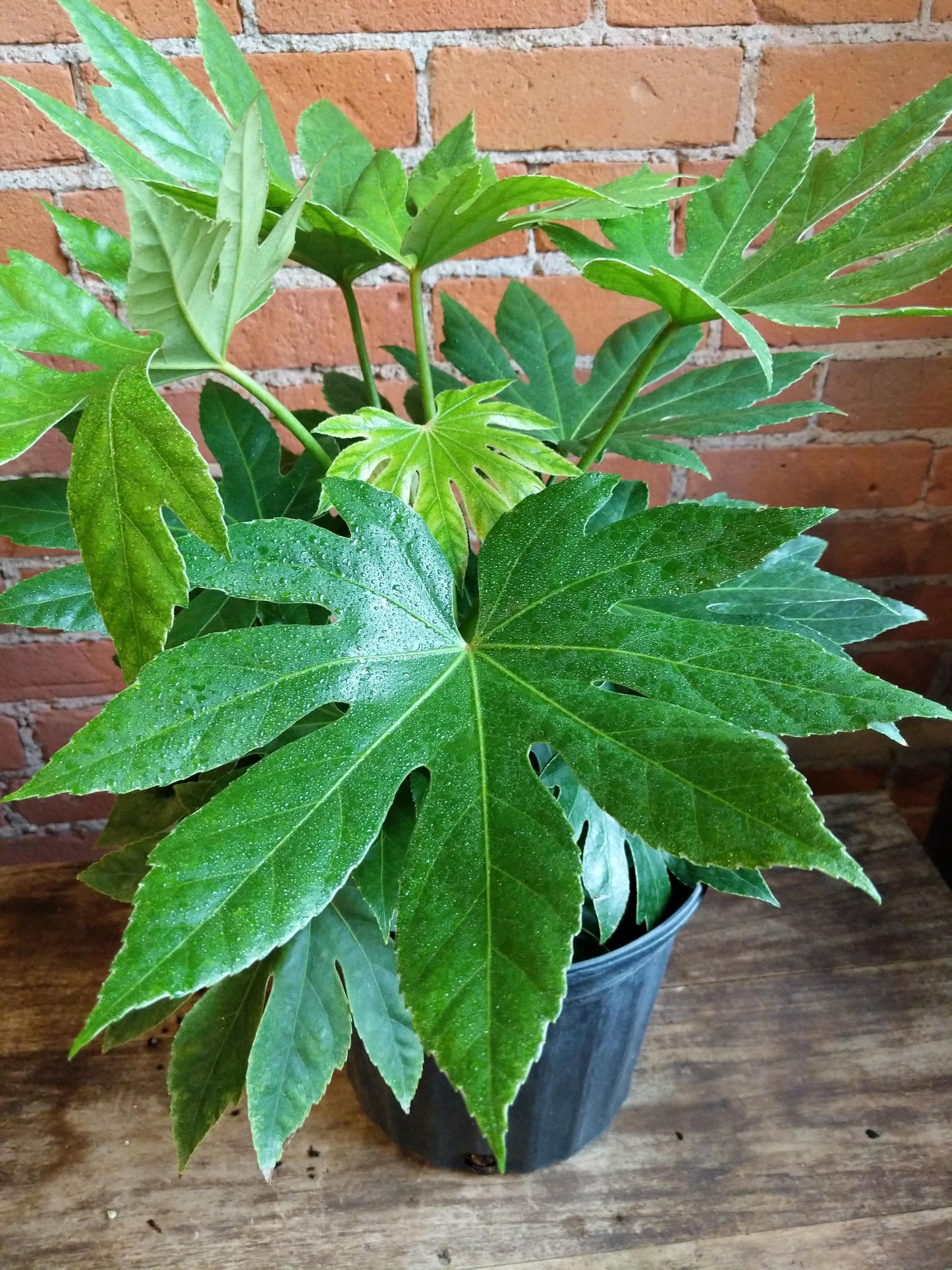 Plant Goals Plant Shop 10" Fatsia Japonica Spider's Web