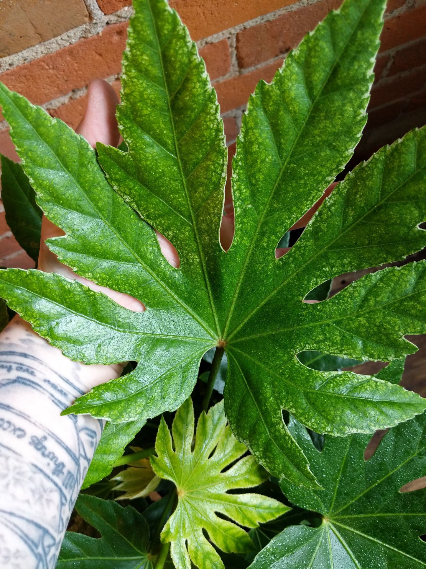 Plant Goals Plant Shop 10" Fatsia Japonica Spider's Web