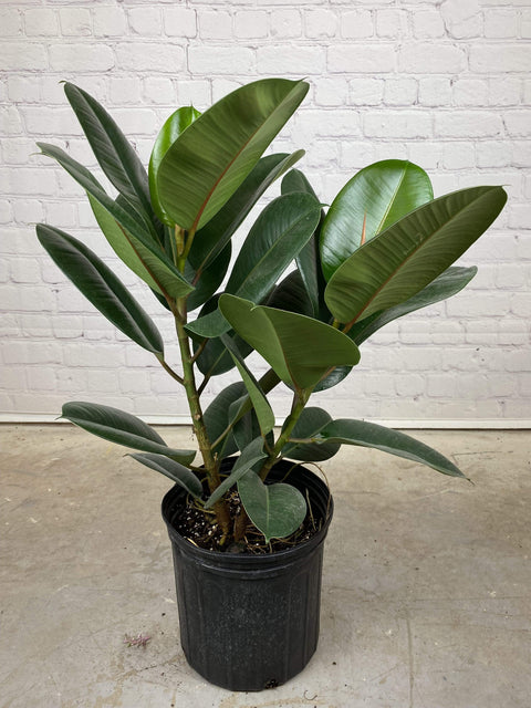 Plant Goals Plant Shop 10" Ficus Elastica Robusta
