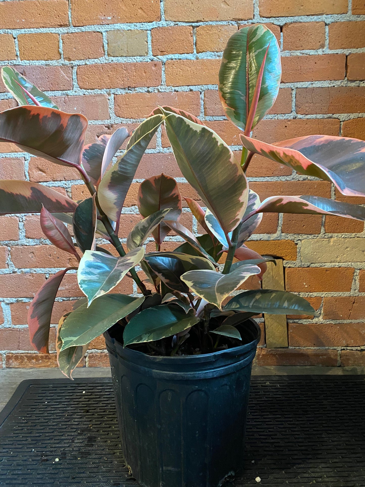 Plant Goals Plant Shop 10" Ficus Elastica Ruby