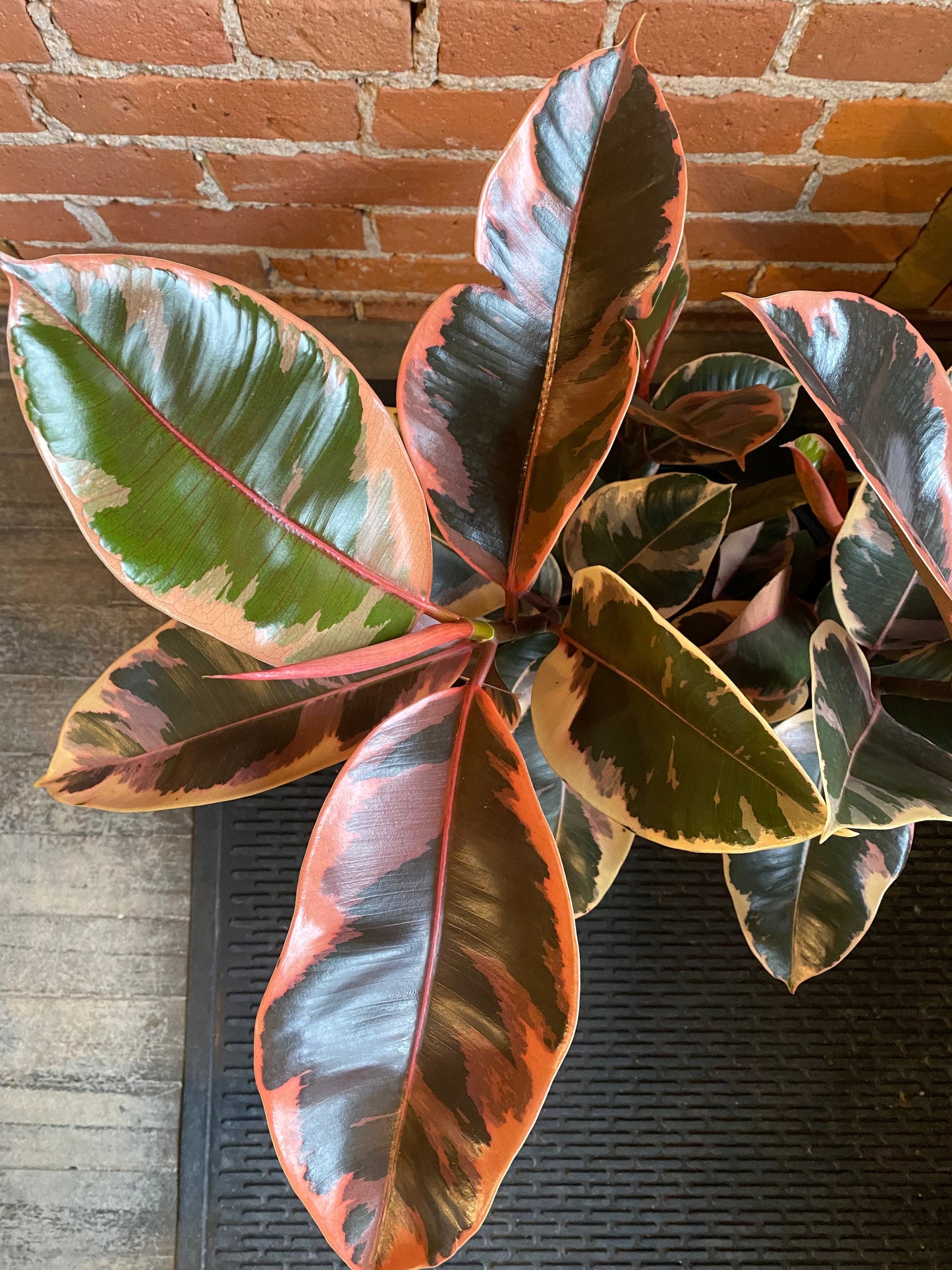 Plant Goals Plant Shop 10" Ficus Elastica Ruby