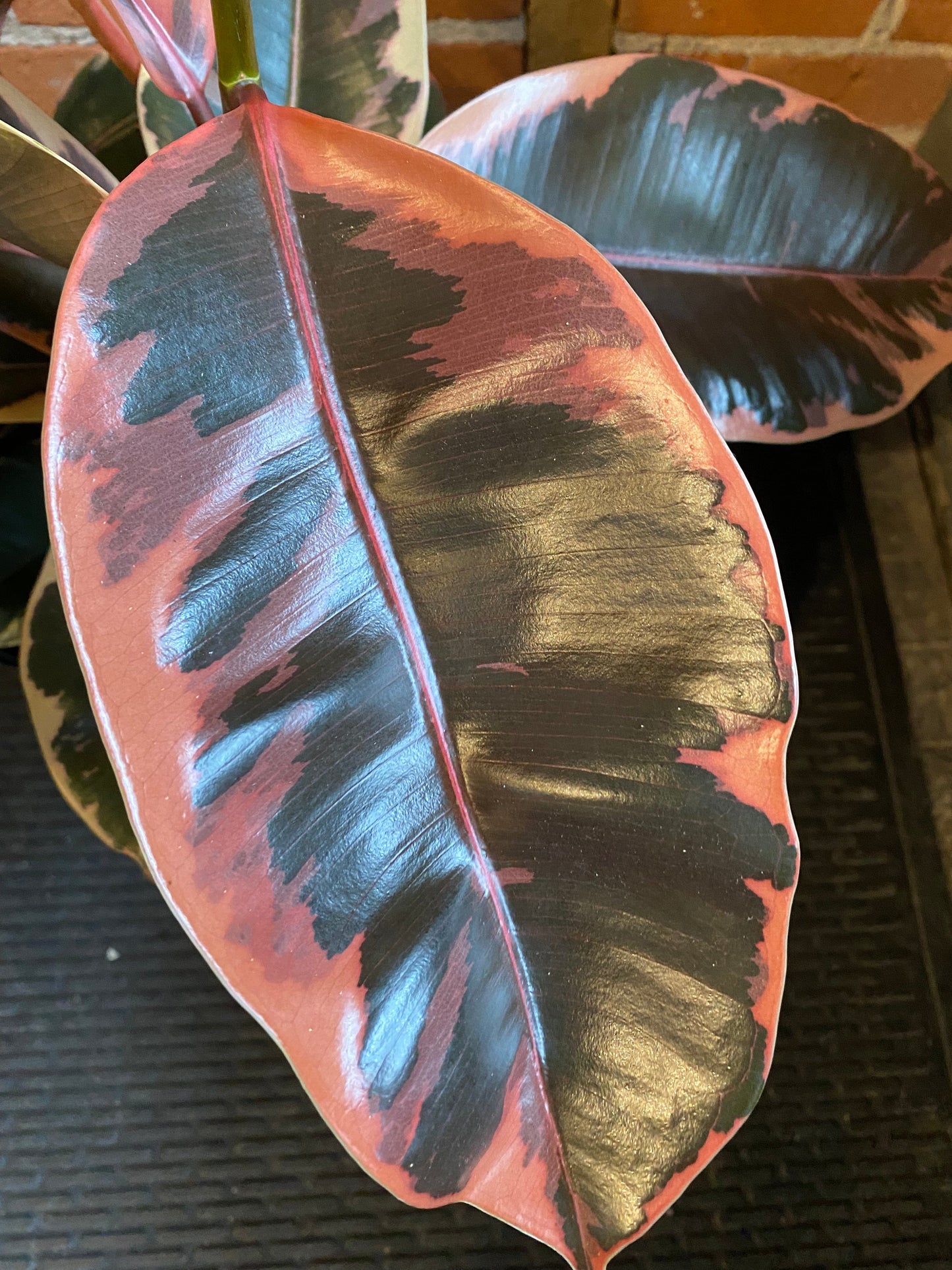 Plant Goals Plant Shop 10" Ficus Elastica Ruby