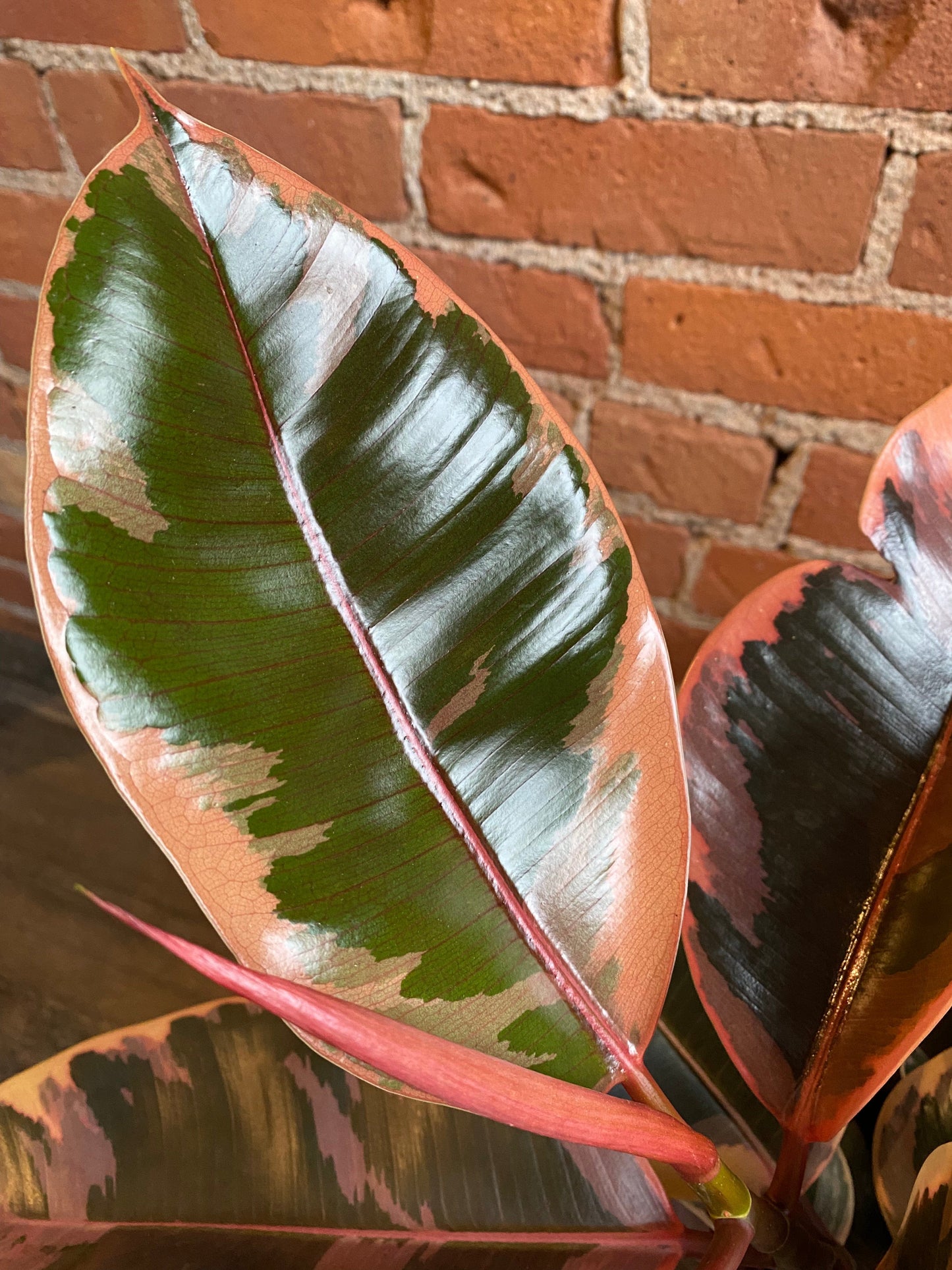 Plant Goals Plant Shop 10" Ficus Elastica Ruby