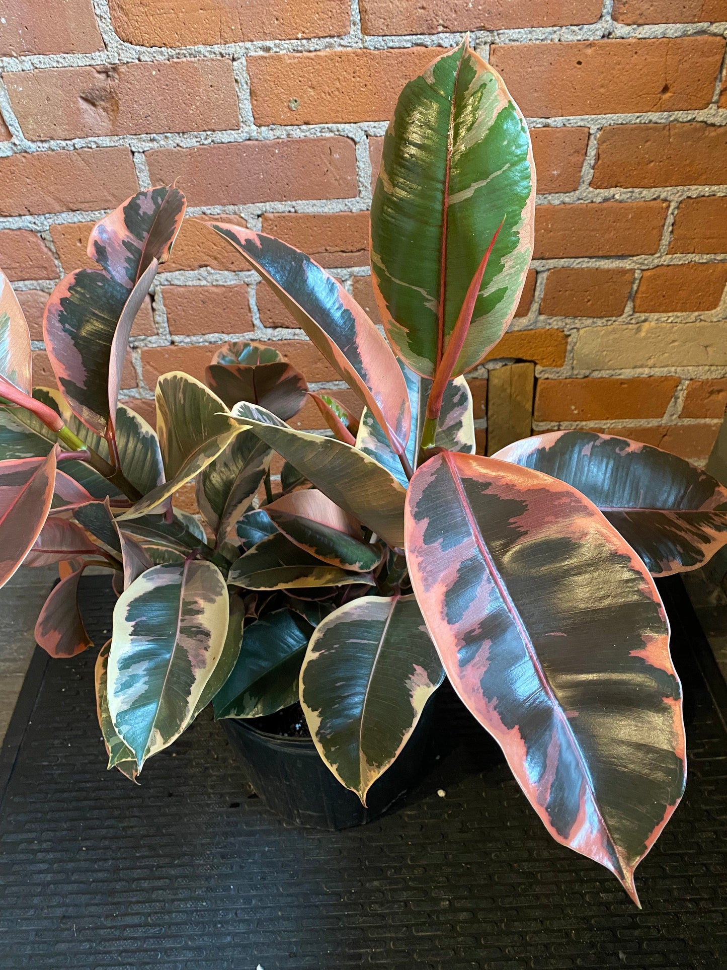 Plant Goals Plant Shop 10" Ficus Elastica Ruby