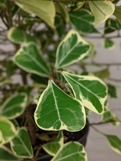 Plant Goals Plant Shop 10" Ficus Triangularis