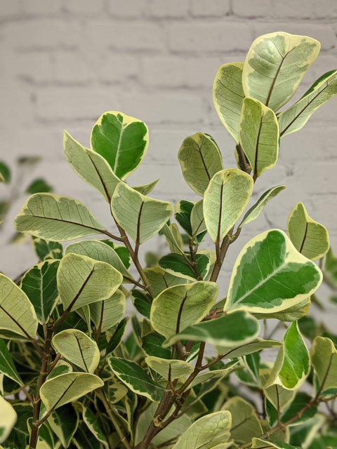 Plant Goals Plant Shop 10" Ficus Triangularis