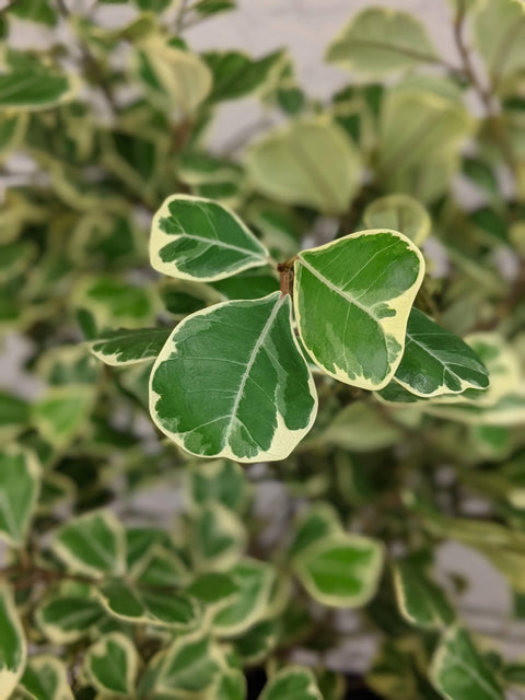 Plant Goals Plant Shop 10" Ficus Triangularis