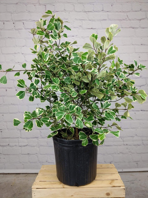 Plant Goals Plant Shop 10" Ficus Triangularis