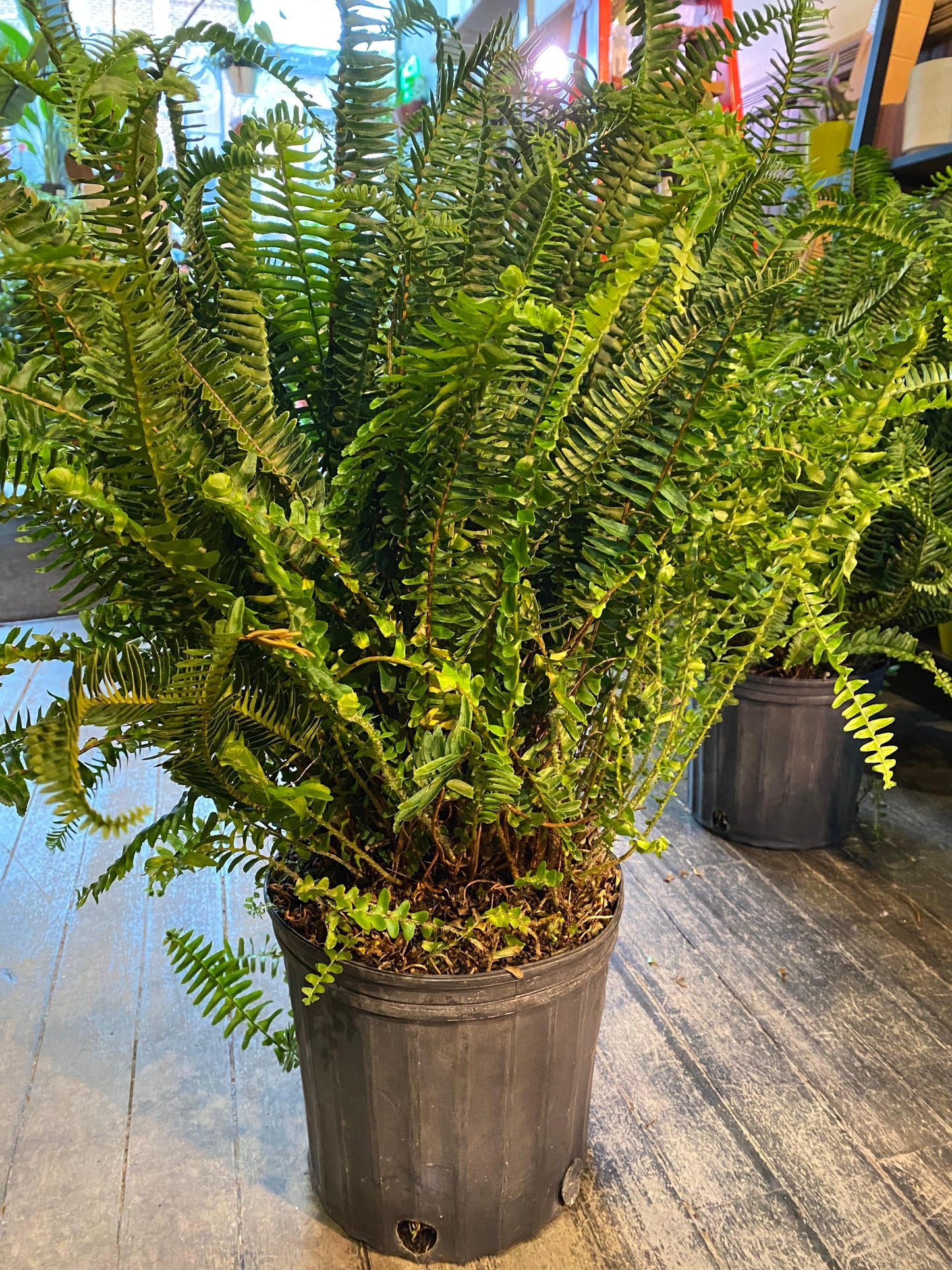 Plant Goals Plant Shop 10" Kimberly Queen Fern | Nephrolepis Obliterata