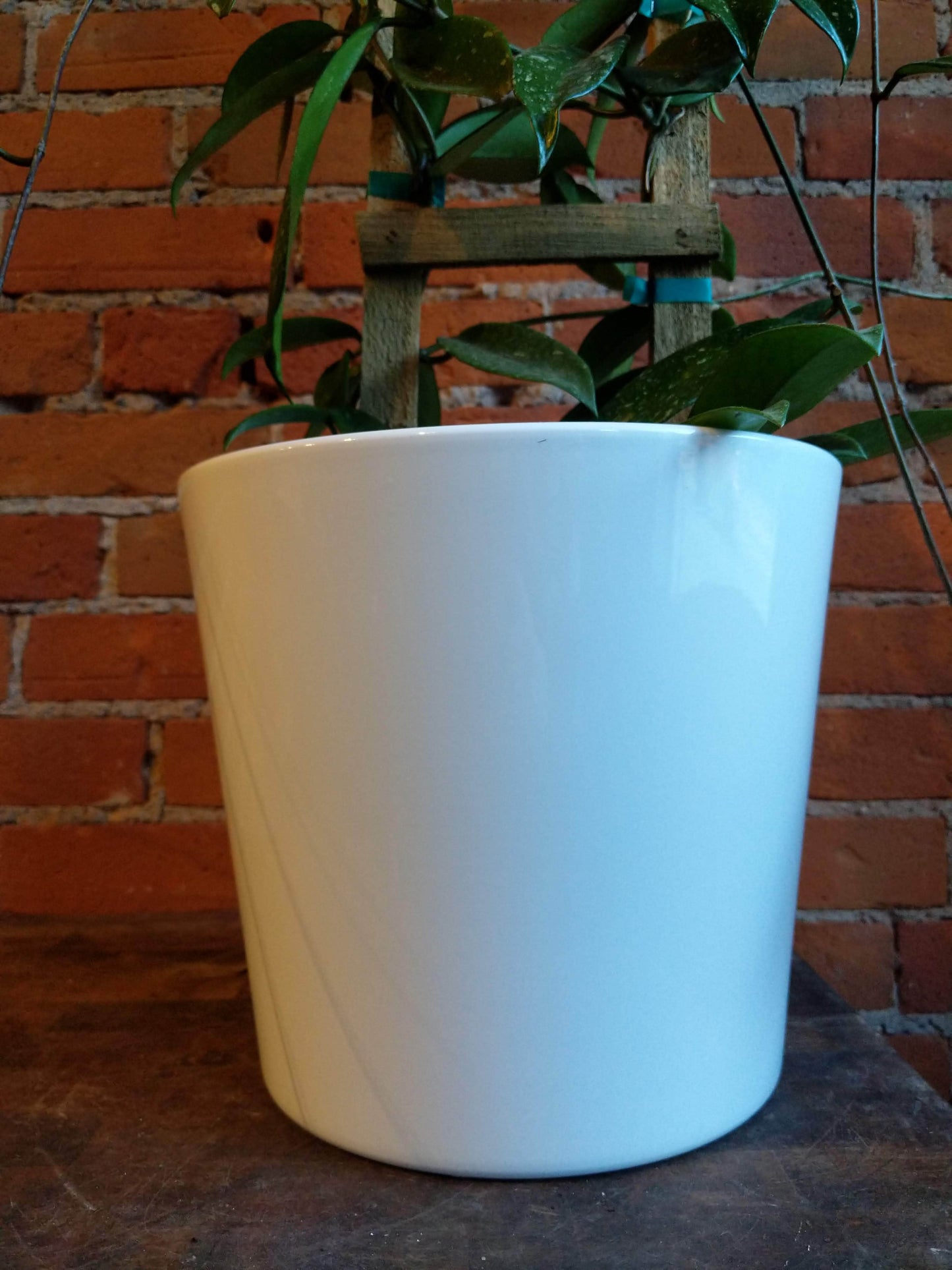Plant Goals Plant Shop 10" Lina Potcover | White