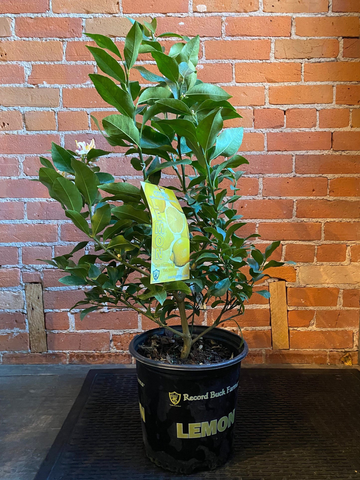 Plant Goals Plant Shop 10" Meyer Lemon Bush