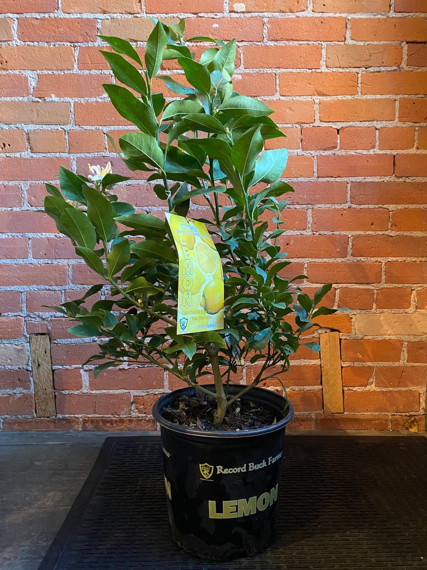 Plant Goals Plant Shop 10" Meyer Lemon Bush