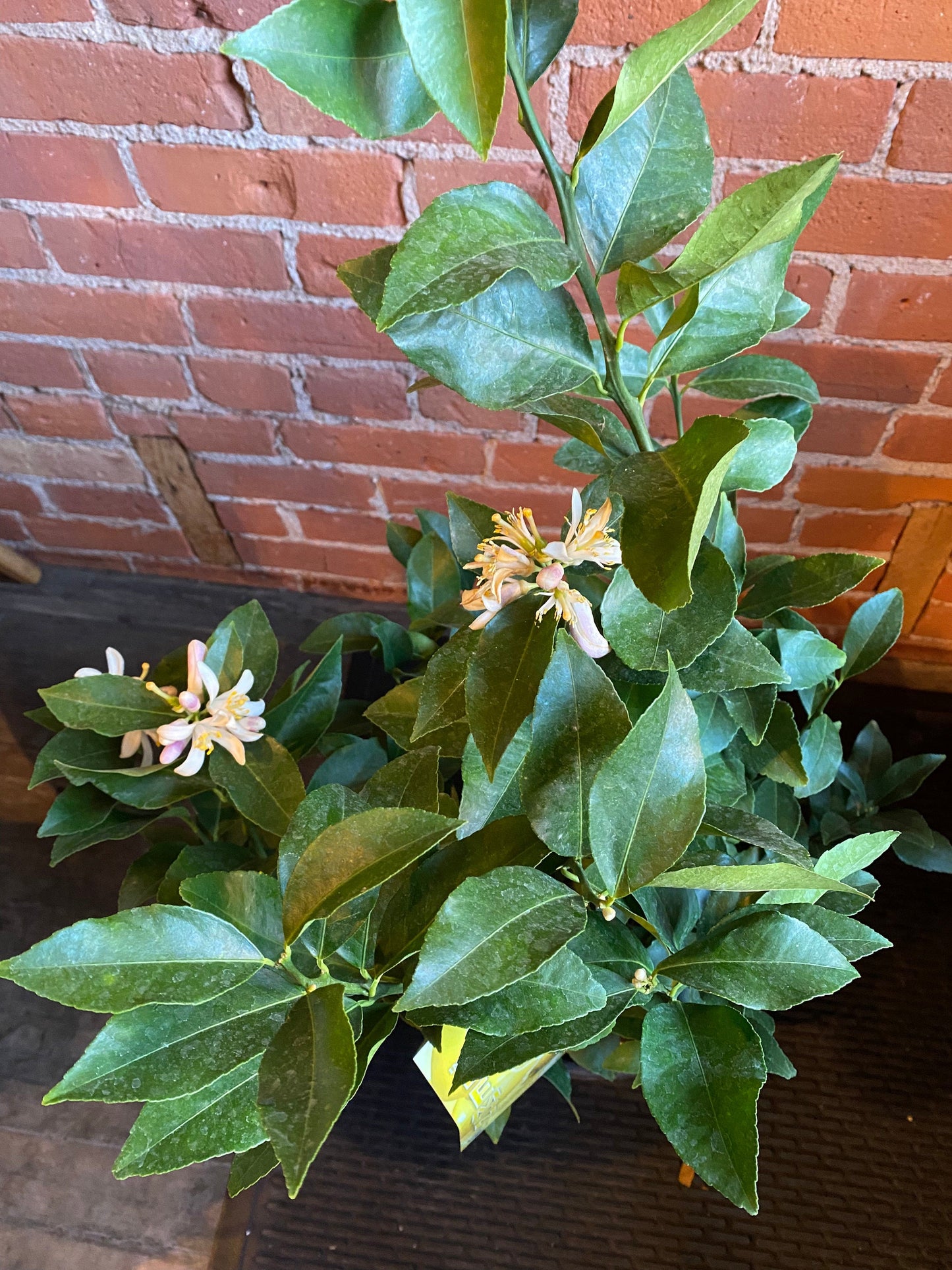 Plant Goals Plant Shop 10" Meyer Lemon Bush
