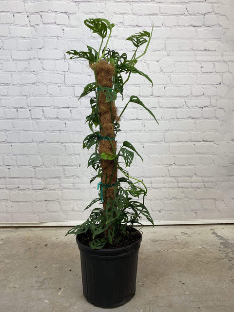 Plant Goals Plant Shop 10" Monstera Adansonii Totem