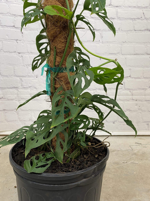 Plant Goals Plant Shop 10" Monstera Adansonii Totem