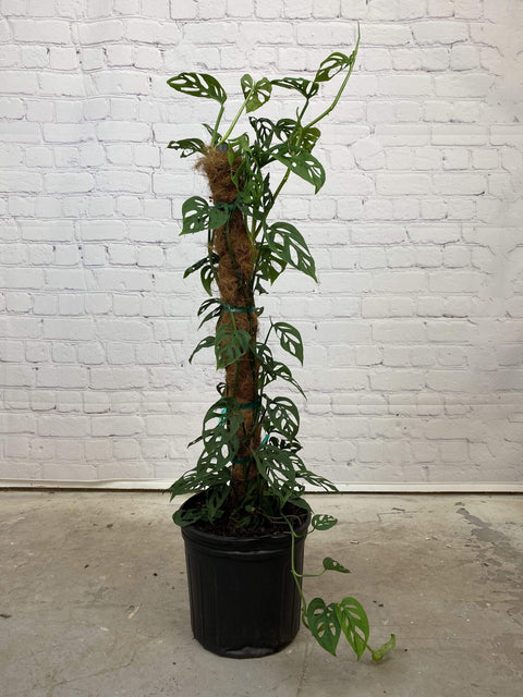 Plant Goals Plant Shop 10" Monstera Adansonii Totem