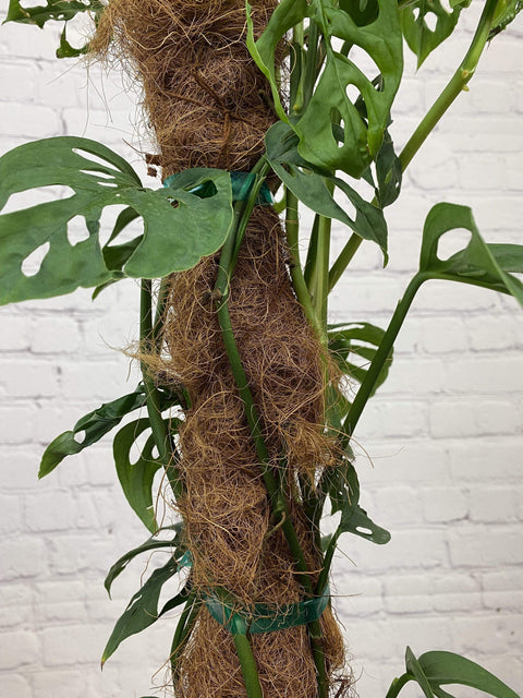 Plant Goals Plant Shop 10" Monstera Adansonii Totem