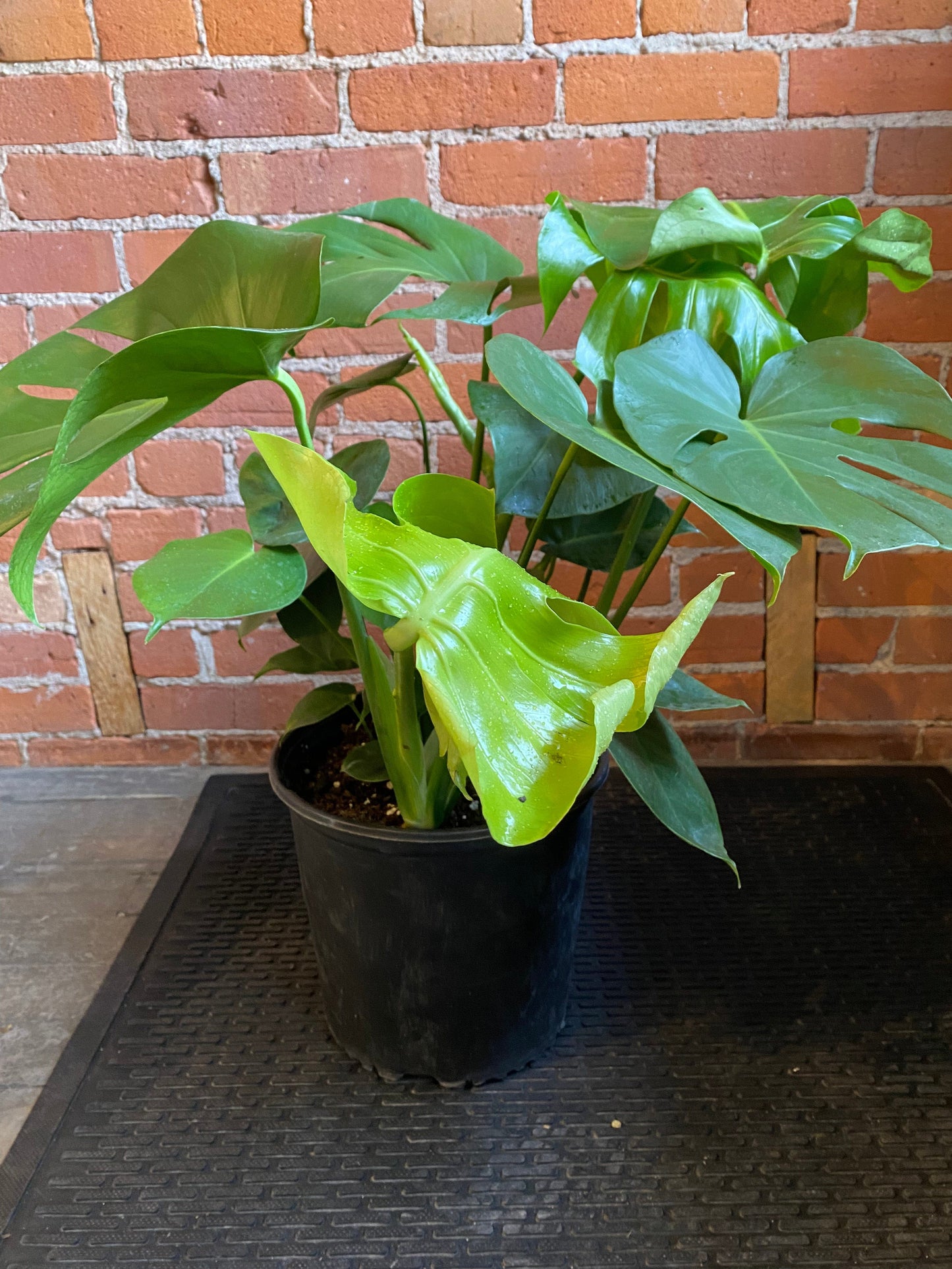 Plant Goals Plant Shop 10" Monstera Deliciosa