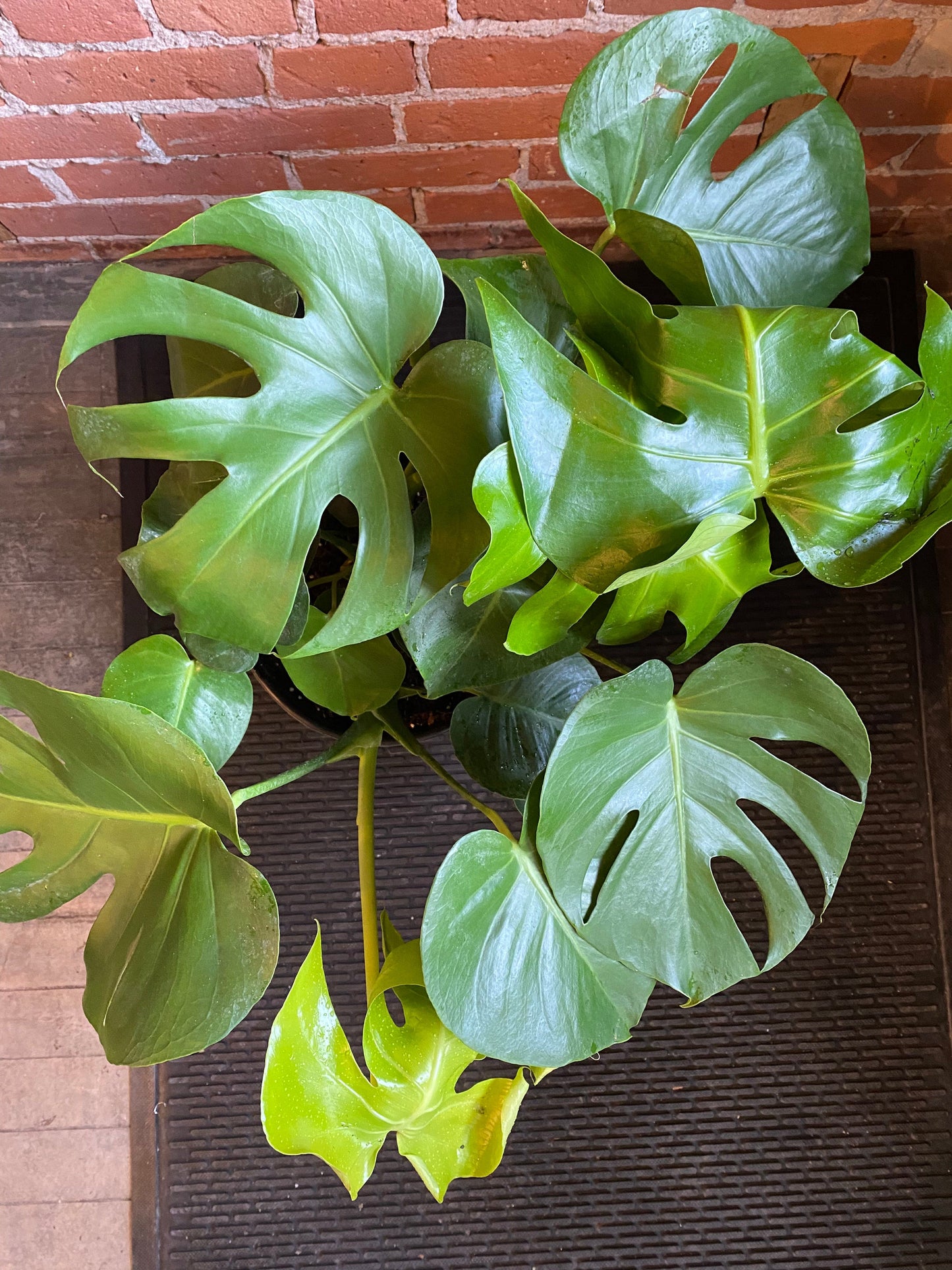 Plant Goals Plant Shop 10" Monstera Deliciosa