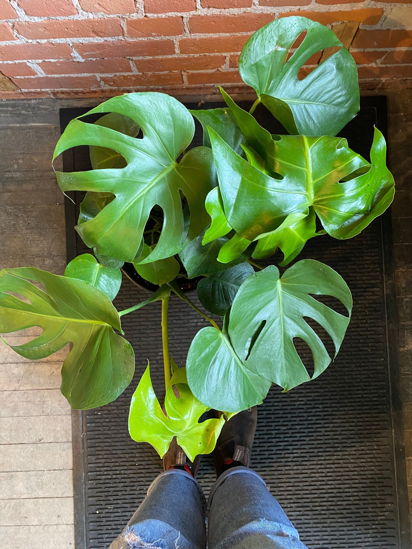 Plant Goals Plant Shop 10" Monstera Deliciosa