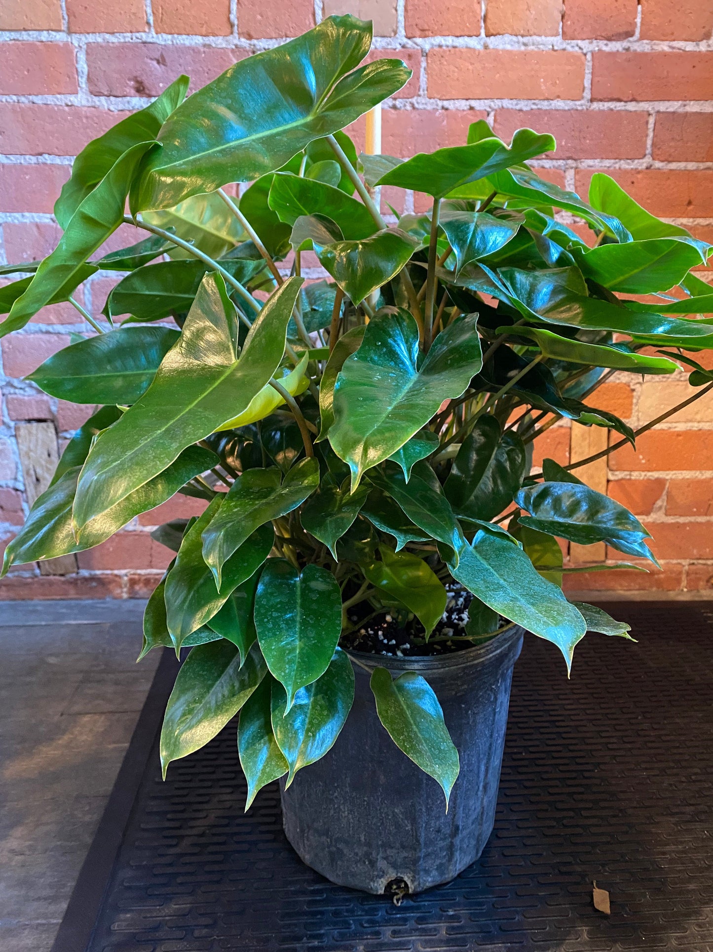 Plant Goals Plant Shop 10" Philodendron Burle Marx