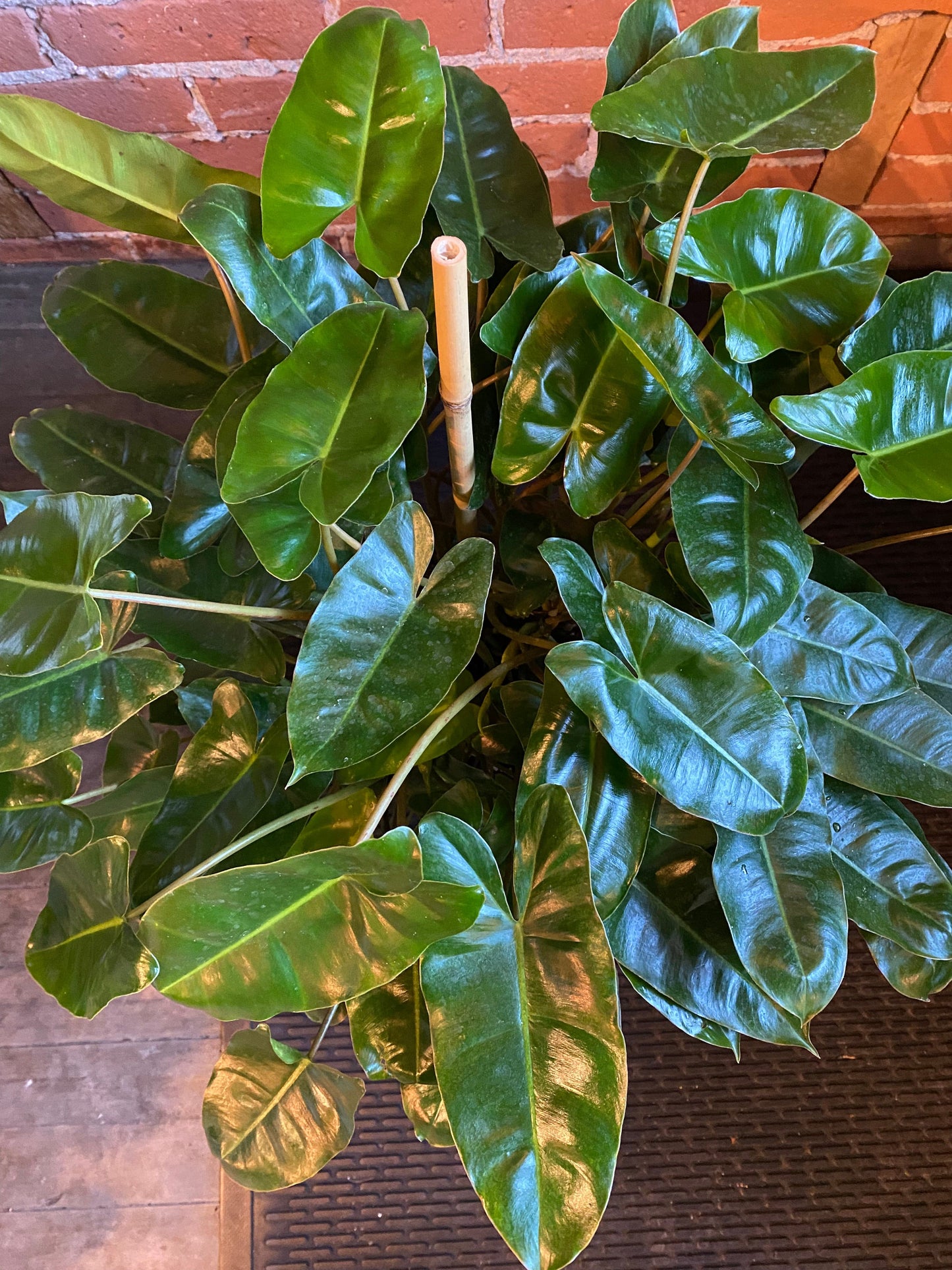 Plant Goals Plant Shop 10" Philodendron Burle Marx