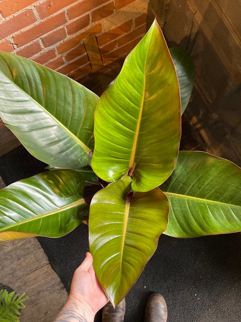 Plant Goals Plant Shop 10" Philodendron Congo Rojo