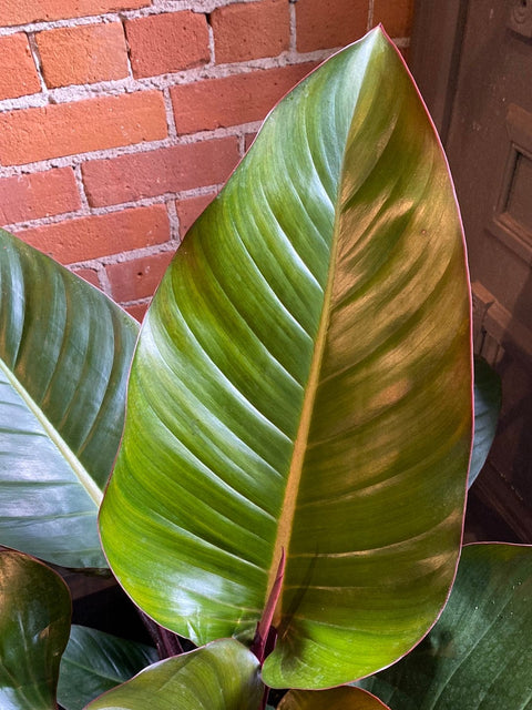 Plant Goals Plant Shop 10" Philodendron Congo Rojo