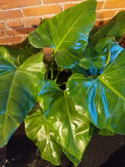 Plant Goals Plant Shop 10" Philodendron Giganteum