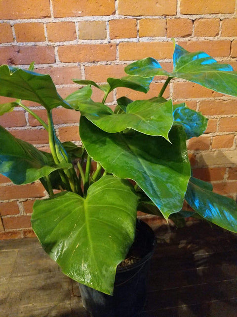 Plant Goals Plant Shop 10" Philodendron Giganteum