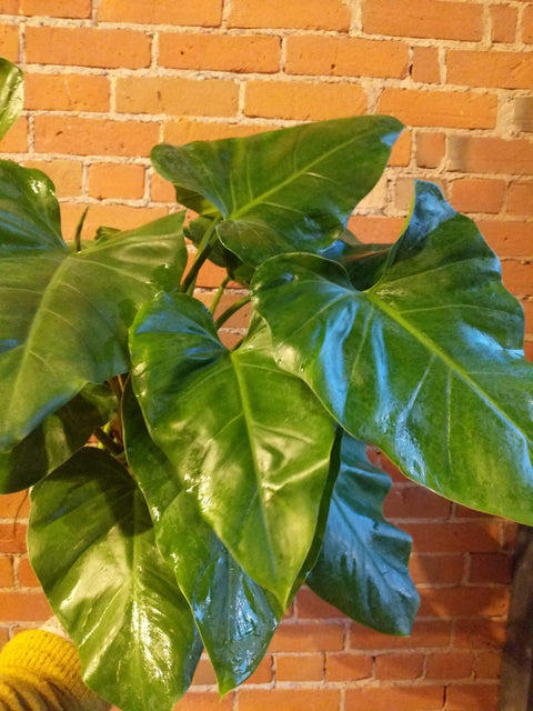 Plant Goals Plant Shop 10" Philodendron Giganteum