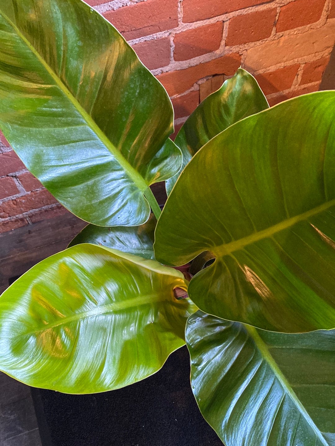 Plant Goals Plant Shop 10" Philodendron Imperial Green