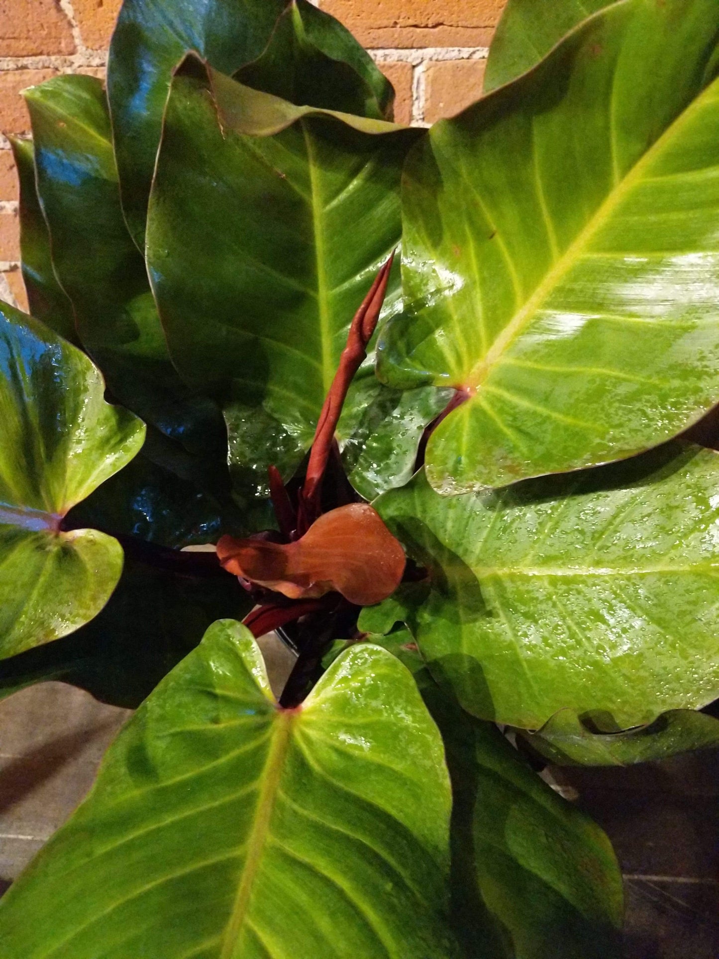 Plant Goals Plant Shop 10" Philodendron McColley's Finale