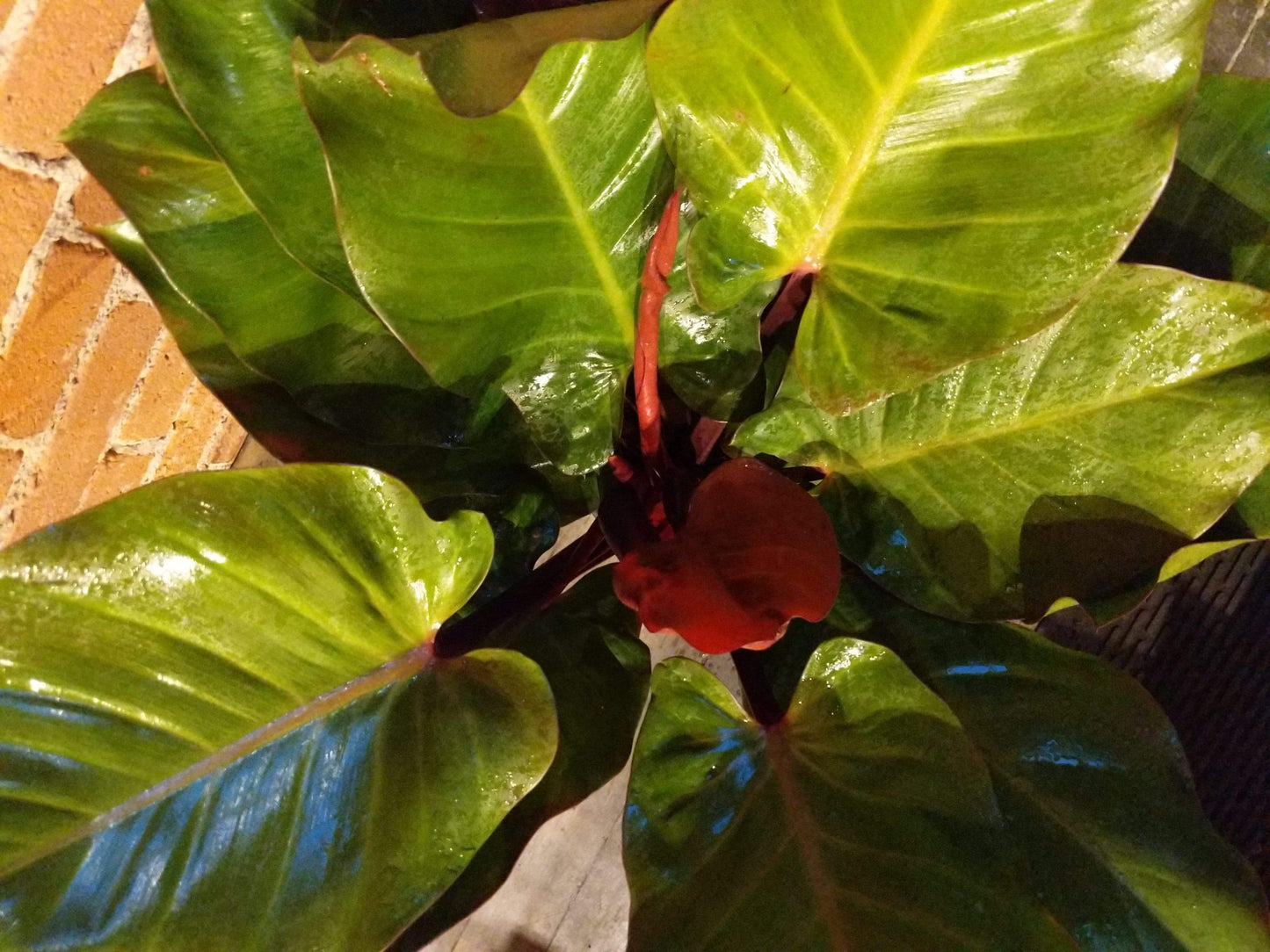 Plant Goals Plant Shop 10" Philodendron McColley's Finale