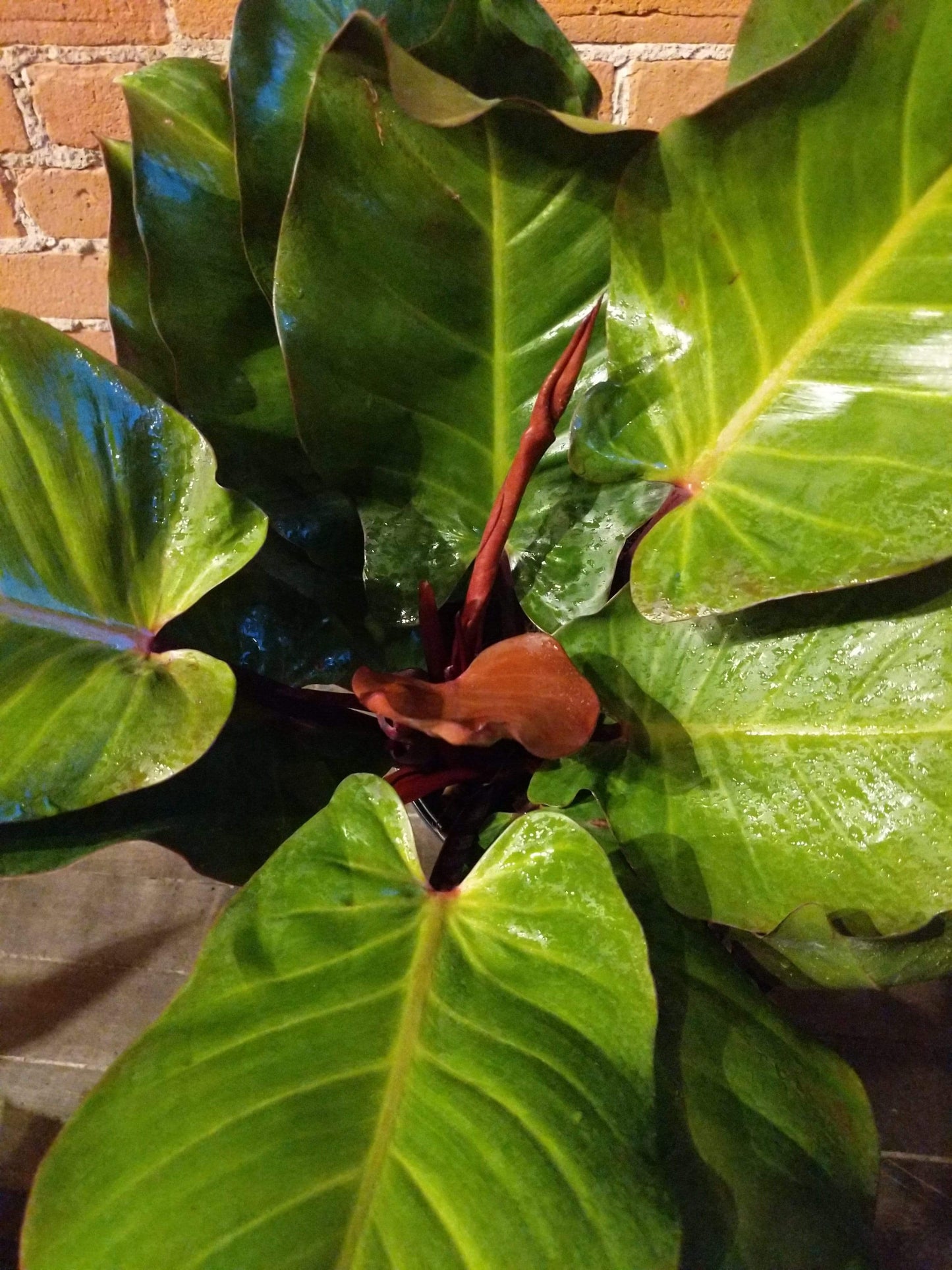 Plant Goals Plant Shop 10" Philodendron McColley's Finale