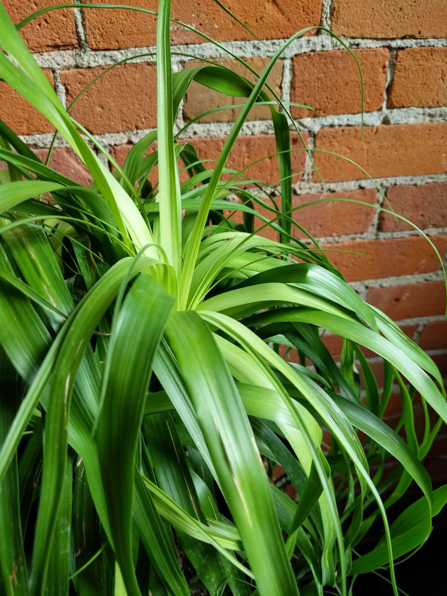 Plant Goals Plant Shop 10" Ponytail Palm