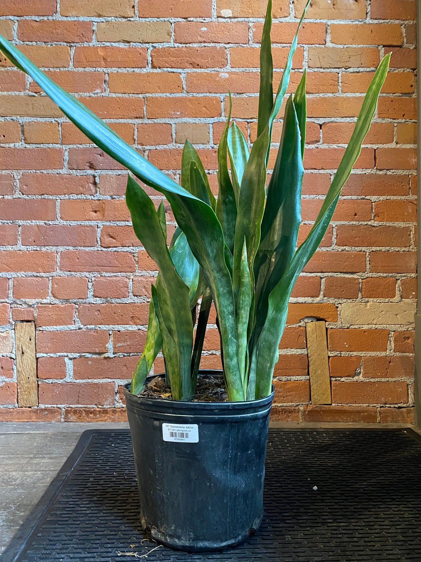 Plant Goals Plant Shop 10" Sansevieria Jaboa