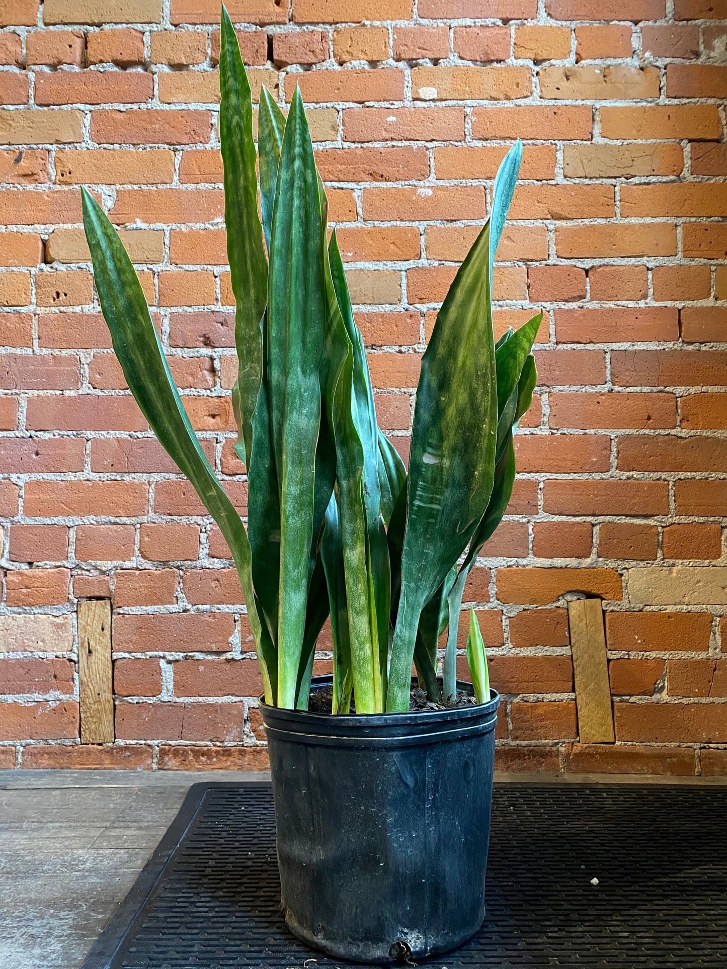 Plant Goals Plant Shop 10" Sansevieria Jaboa