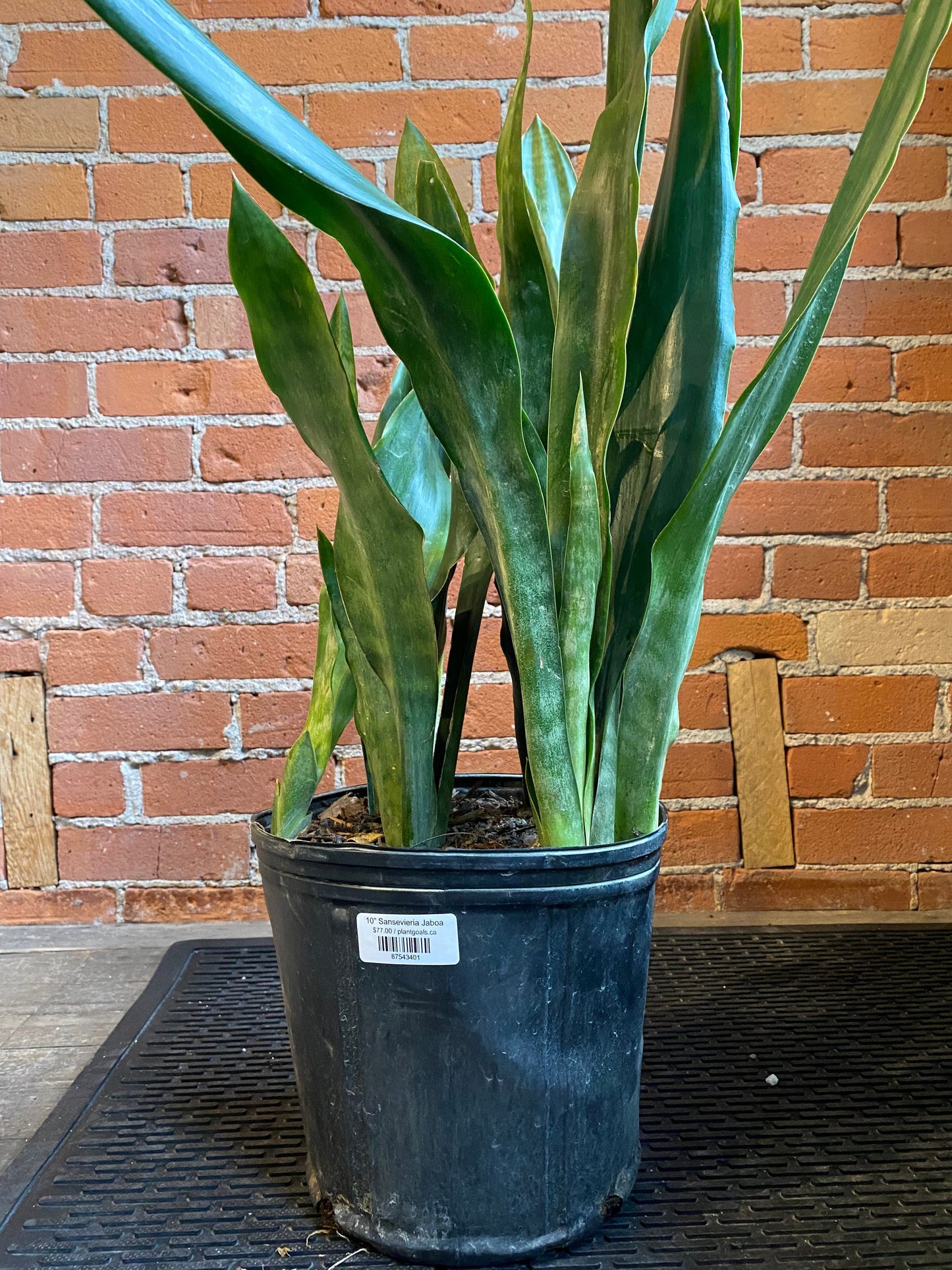 Plant Goals Plant Shop 10" Sansevieria Jaboa