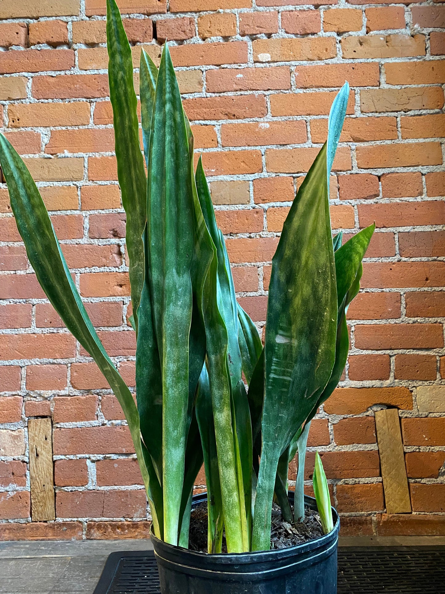 Plant Goals Plant Shop 10" Sansevieria Jaboa