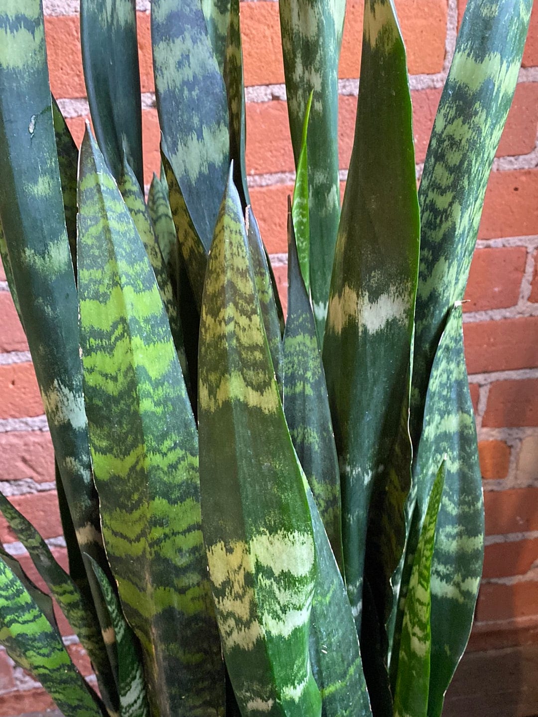 Plant Goals Plant Shop 10" Sansevieria Zeylanica