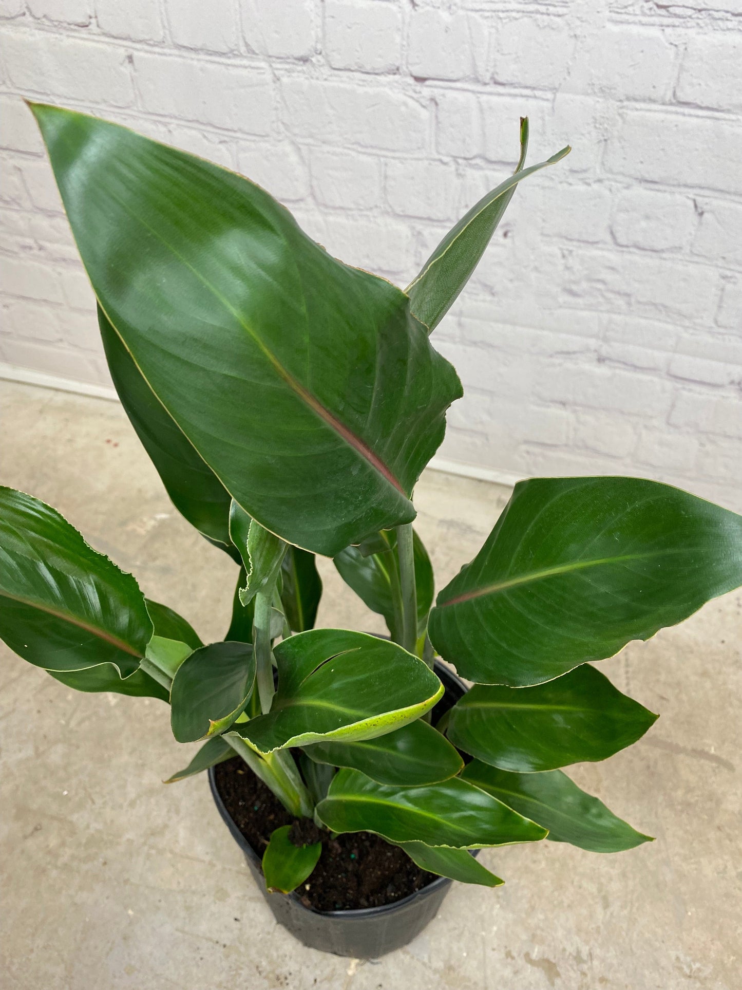 Plant Goals Plant Shop 10" Strelitzia Mandela's Gold | Yellow Bird Of Paradise