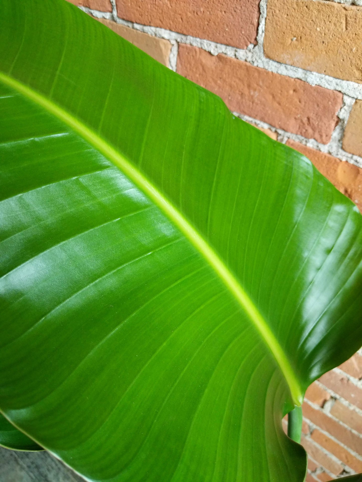Plant Goals Plant Shop 10" Strelitzia Nicolai | White Bird Of Paradise
