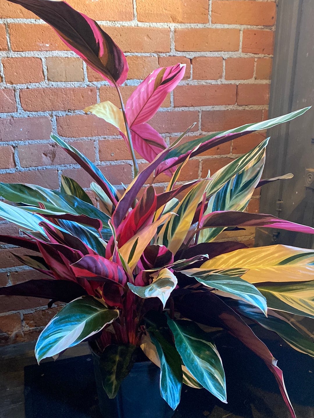 Plant Goals Plant Shop 10" Stromanthe Triostar