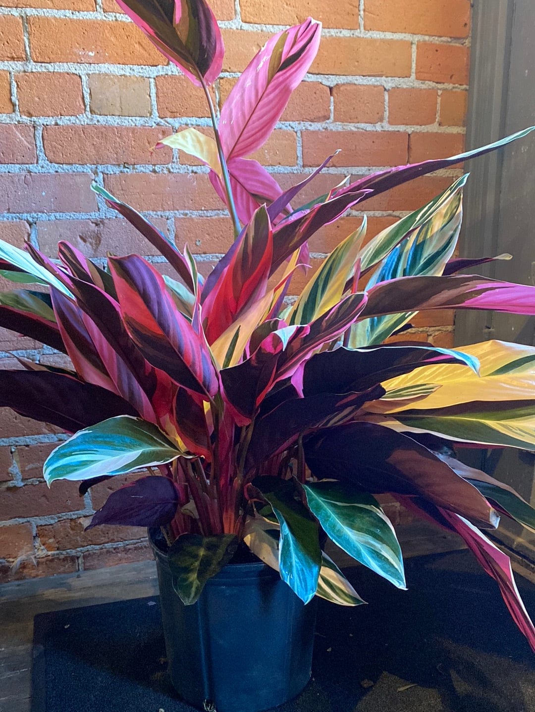 Plant Goals Plant Shop 10" Stromanthe Triostar