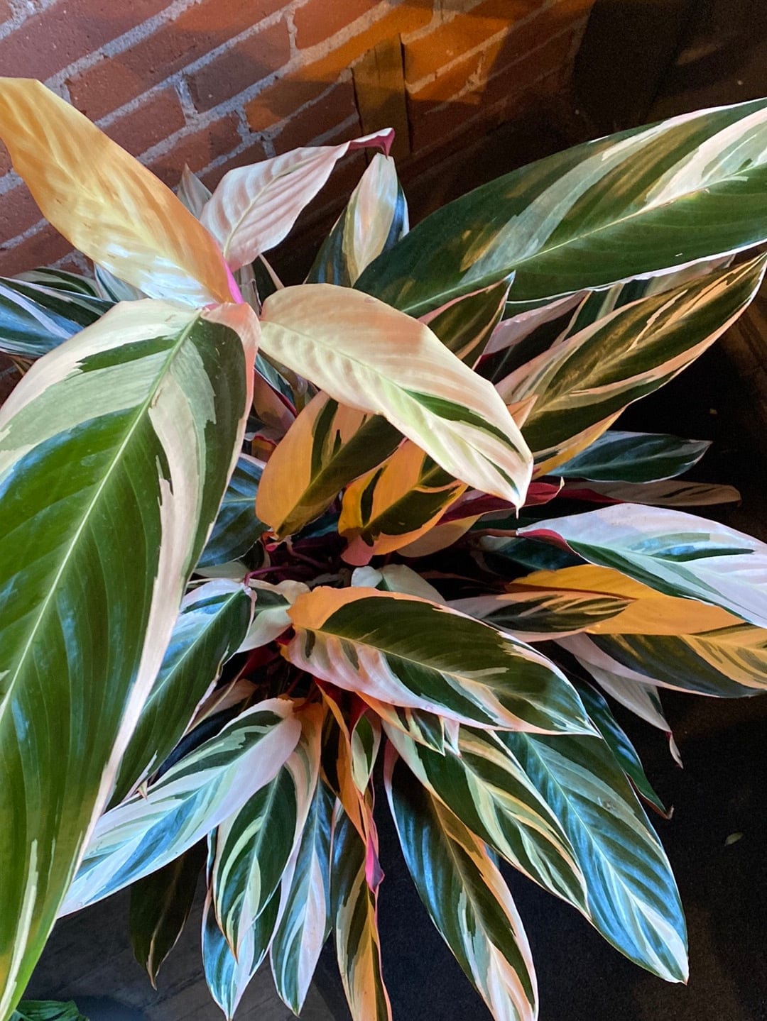 Plant Goals Plant Shop 10" Stromanthe Triostar