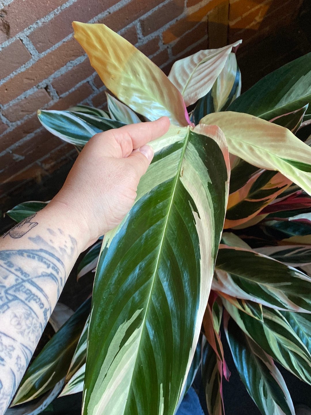 Plant Goals Plant Shop 10" Stromanthe Triostar