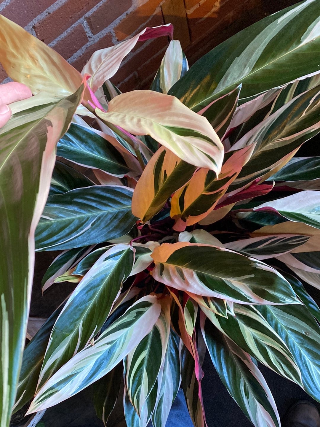 Plant Goals Plant Shop 10" Stromanthe Triostar